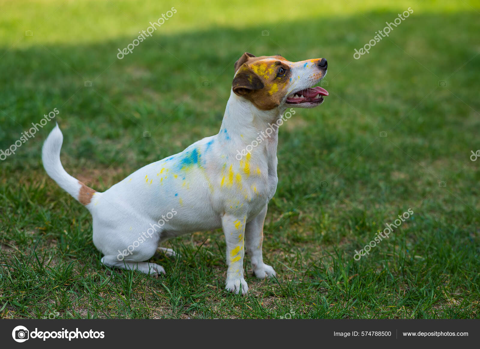 Potret Anjing Jack Russell Terrier Bernoda Holi Paints Outdoors