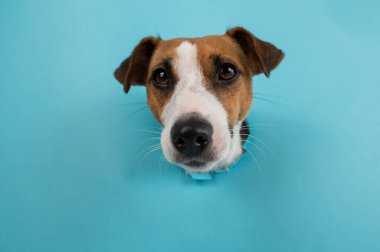 Kağıt mavisi arka planda bir delikten komik köpek ağızlığı.