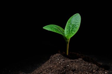 Siyah arkaplanda kabak filizi yakın plan.