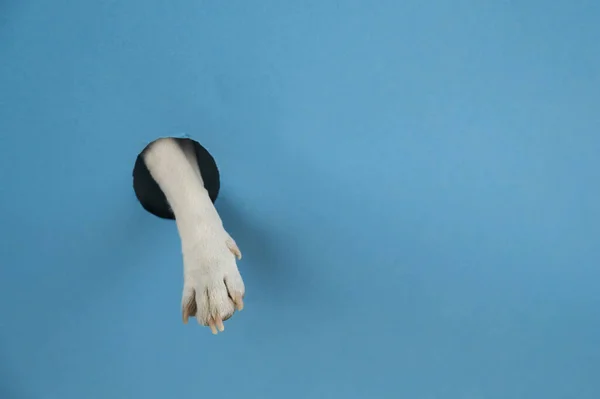 Πατούσα Σκύλου Προεξέχει Από Μια Τρύπα Μπλε Φόντο Αντιγραφή Χώρου — Φωτογραφία Αρχείου