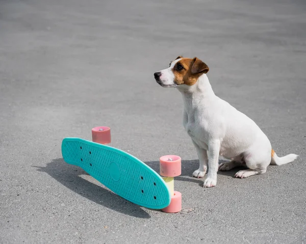 Jack Russell Terrier Pies Jeździ Tarasie — Zdjęcie stockowe