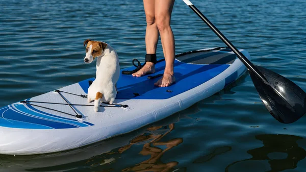 Dog jack russell terrier swims on the board with the owner. A woman and her pet spend time together at the lake.