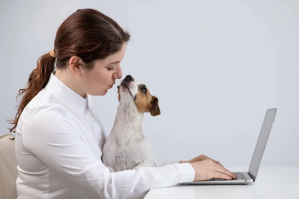 Caucásico Mujer Trabajando Portátil Con Gato Perro Russell Terrier Sus — Foto de Stock