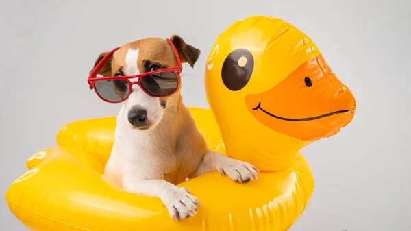 Cane Jack Russell Terrier Occhiali Sole Cerchio Gonfiabile Anatra Uno — Foto Stock