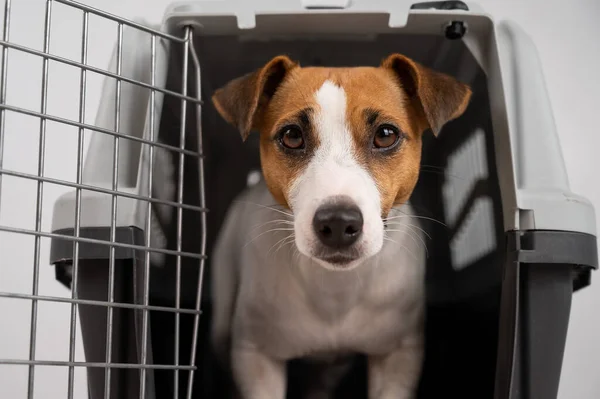 Jack Russell Terrier dog inside a travel box with open door
