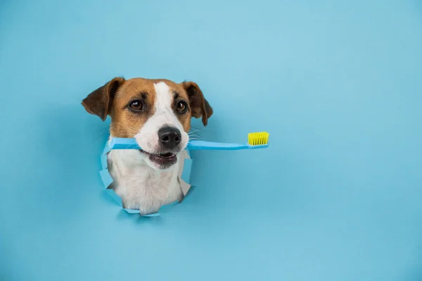 The muzzle of a Jack Russell Terrier sticks out through a hole in a paper blue background and holds an orange toothbrush