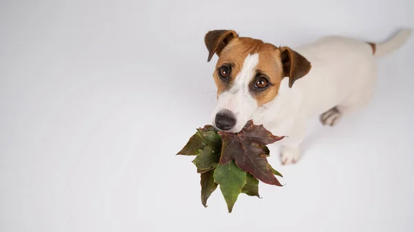Jack Russell Terrier Cane Possesso Foglie Acero Cadute Uno Sfondo — Foto Stock