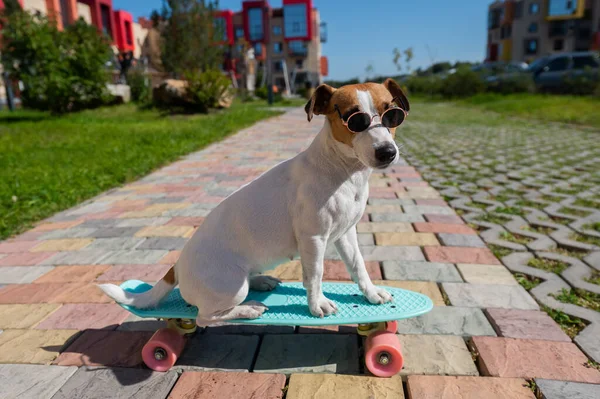 Jack Russell Terrier Kutya Napszemüvegben Gördeszkázik Szabadban Egy Napos Nyári — Stock Fotó