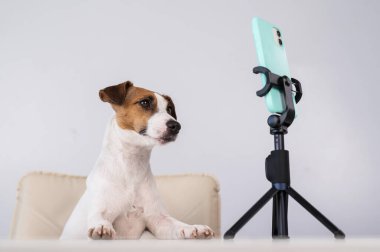 Jack Russell Terrier köpeği akıllı telefondan canlı yayın yapıyor.