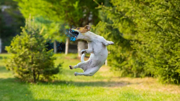 Dog Jack Russell Terrier Poplamiony Holi Kolory Skacze Zielonym Trawniku — Zdjęcie stockowe