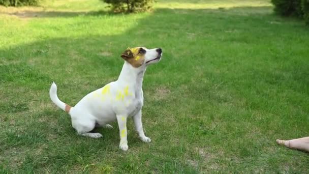 Köpek Jack Russell Teriyer Holi Renklerinde Yeşil Çimlerde Zıplar — Stok video