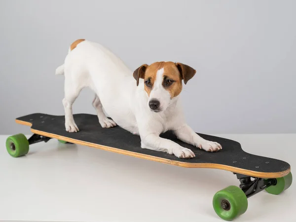 Dog Jack Russell Terrier Pozowanie Longboard Przed Białym Tle — Zdjęcie stockowe