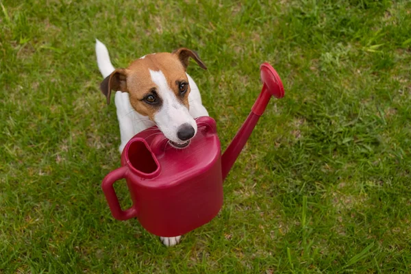 Dog Jack Russell Terrier stands on the lawn and holds a watering can.