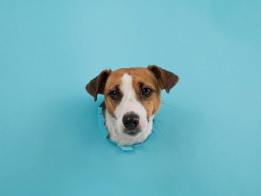 Kağıt mavisi arka planda bir delikten komik köpek ağızlığı.