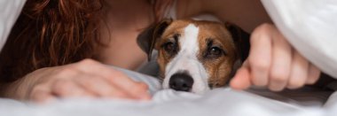 Kafkasyalı kızıl saçlı kadın beyaz çarşafta Jack Russell teriyer köpeğiyle kucak kucağa uyuyor.