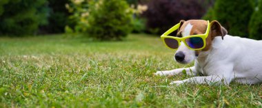 Jack Russell, yeşil çimlerin üzerinde güneş gözlüklü teriyer köpeği. Yaz tatili kavramı