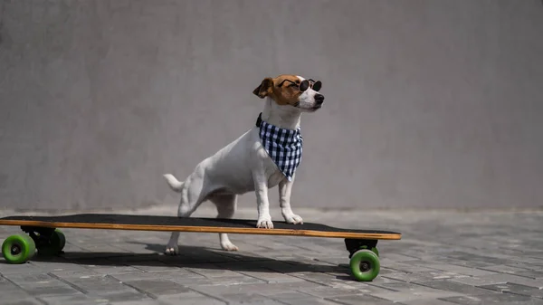 Jack Russell Terrier Cão Vestido Com Óculos Sol Uma Bandana — Fotografia de Stock