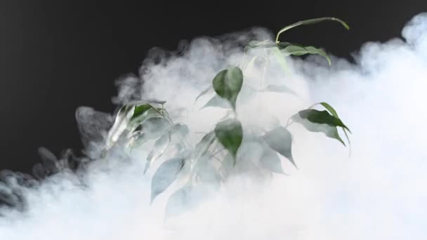Rauch Auf Einem Ficus Einem Topf Auf Schwarzem Hintergrund — Stockvideo