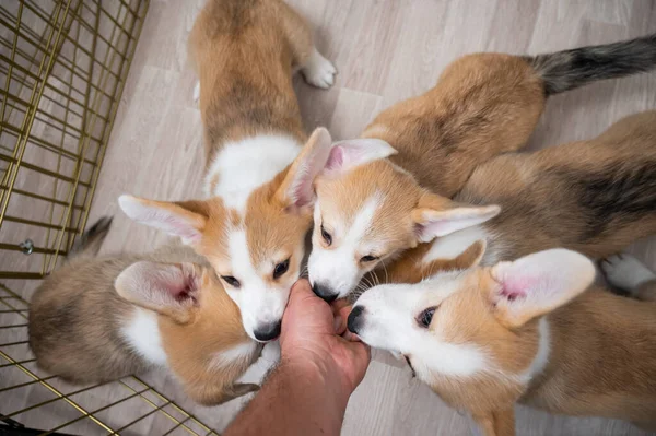 Divertenti Cani Corgi Gallesi Raggiungere Mano Maschile Dalla Voliera — Foto Stock