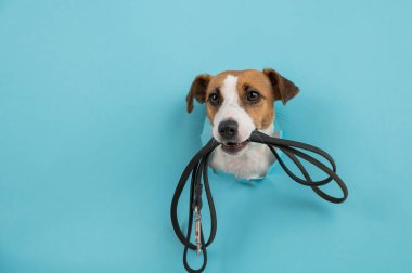 Jack Russell Terrier köpeğinin kafası, dişlerinde tasmayla mavi bir arka planda bir delikten dışarı sarkmış.