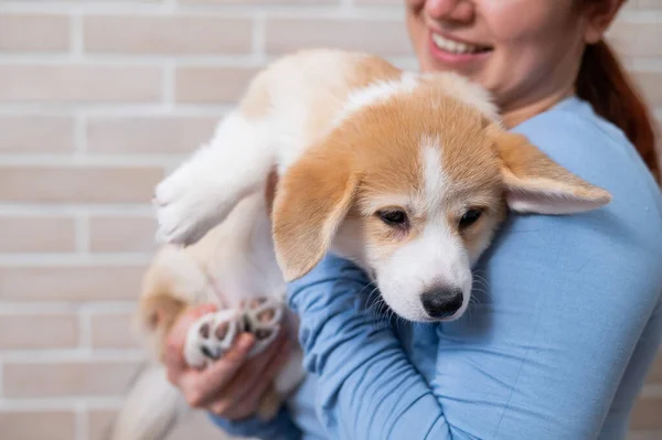 Owner Hugging Red Pembroke Corgi Puppy — Fotografia de Stock