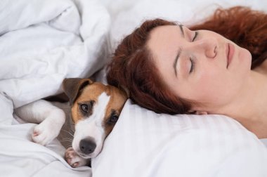 Jack Russell Terrier köpeği sahibinin yanında yatıyor.