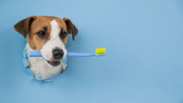 Egy Jack Russell Terrier Pofája Kilóg Egy Papírkék Hátterű Lyukon — Stock Fotó