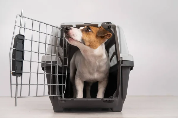 Jack Russell Terrier dog inside a travel box with open door