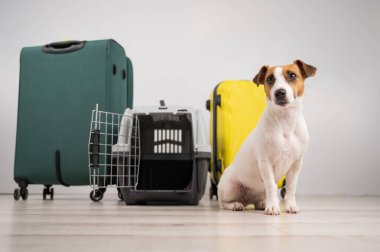 Jack Russell Terrier köpeği valizlerin ve seyahat kutusunun yanında oturur. Tatile hazırım.