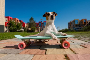 Jack Russell Terrier köpeği sıcak bir yaz gününde açık havada kaykaya biner.