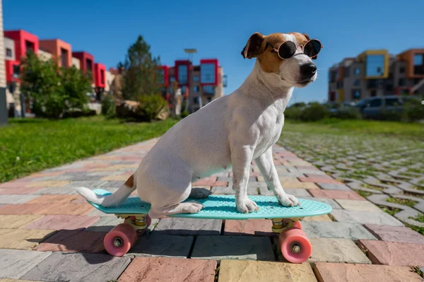 Jack Russell Cão Terrier Óculos Sol Monta Skate Livre Dia — Fotografia de Stock