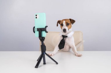 Kravatlı köpek Jack Russell Terrier masaüstü yayınlarında akıllı telefondan canlı yayında oturuyor.