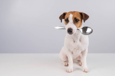 Beyaz arka planda kaşığı ağzında tutan köpek Jack Russell Terrier 'ın portresi. Boşluğu kopyala