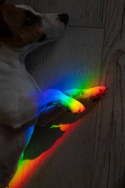 一条躺着的狗被彩虹拍打杰克罗素特里耶 — 图库照片