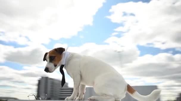 Video 360 Derece Kravat Takmış Köpek Jack Russell Terrier Gözlüklerini — Stok video