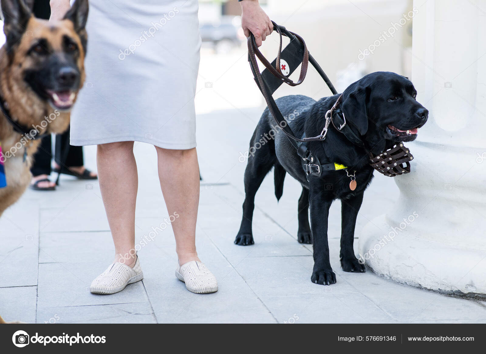 Labrador guide cheap