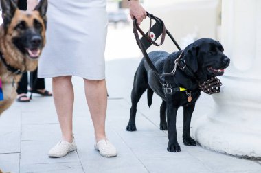 Kara Labrador kör bir kadına rehber köpek olarak çalışıyor.