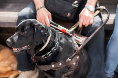 Kara Labrador kör bir adama rehber köpek olarak çalışıyor.