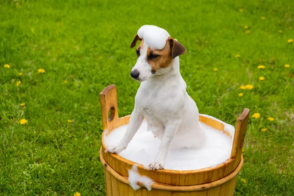 Cão Lavado Uma Banheira Madeira Livre Jack Russell Terrier Tomar — Fotografia de Stock