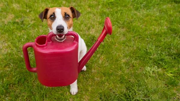 Dog Jack Russell Terrier Áll Gyepen Tart Egy Öntözőkannát — Stock Fotó