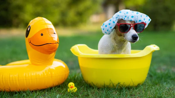 Dog Jack Russell Terrier Uma Touca Banho Óculos Sol Toma — Fotografia de Stock