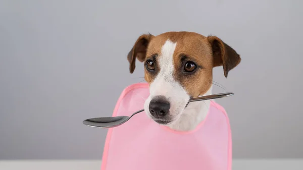 Jack Russell Terrier Cão Babete Rosa Segurando Uma Colher Sua — Fotografia de Stock