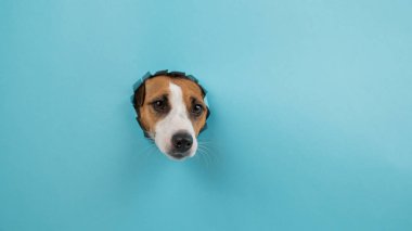 Kağıt mavisi arka planda bir delikten komik köpek ağızlığı. Boşluğu kopyala
