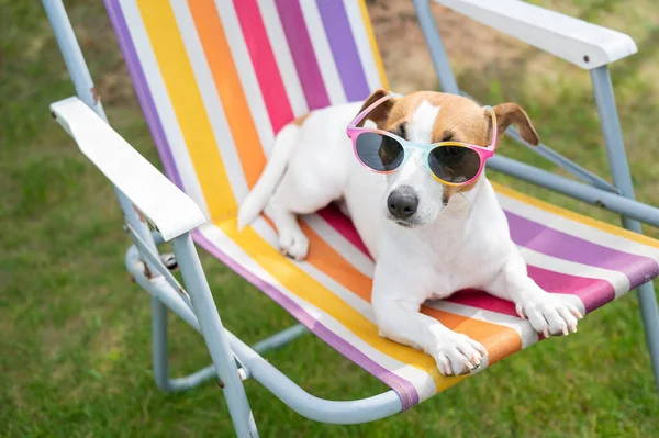 Jack russell terrier dog in sunglasses is resting on a sun lounger. Summer vacation concept