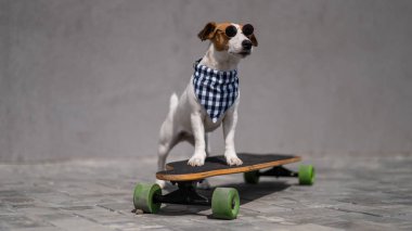 Güneş gözlüğü takmış Jack Russell Terrier köpeği ve damalı bir bandana uzun tahta sürüyor.