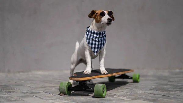Jack Russell Terrier Cão Vestido Com Óculos Sol Uma Bandana — Fotografia de Stock