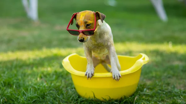 Jack Russell Terrier Perro Gafas Sol Lava Lavabo Amarillo Aire —  Fotos de Stock