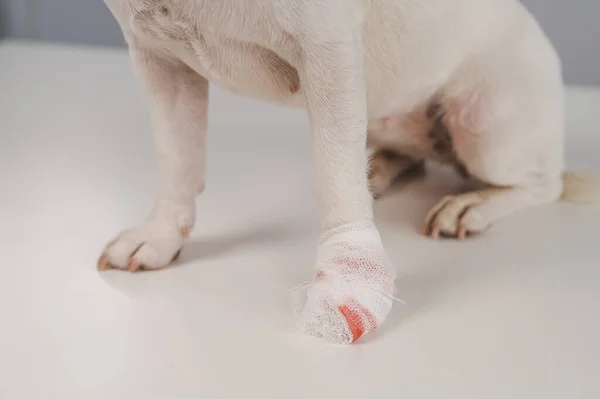 Close-up of a bandaged dogs paw on a white background