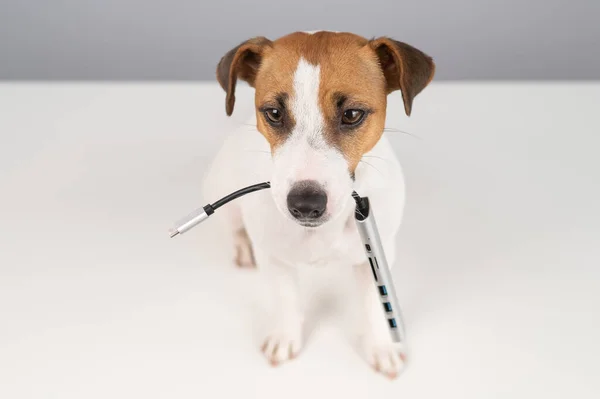 Jack Russell Terrier Köpeği Bizi Ağzında Tutuyor — Stok fotoğraf