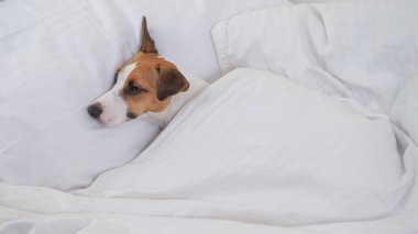 Jack Russell Terrier köpeği yorganın altında yatıyor. Hayvan yatak odasında uyuyor.